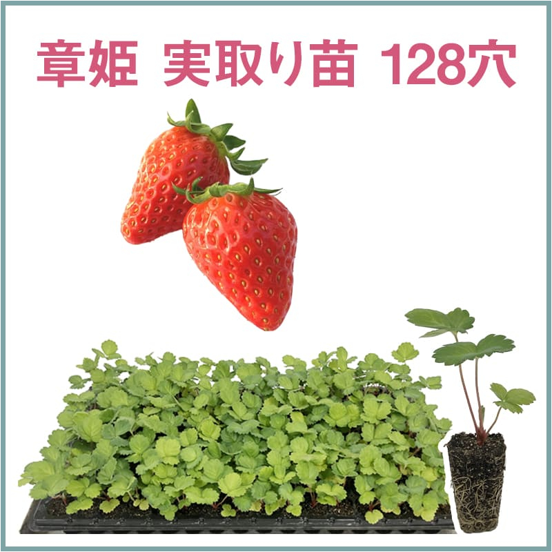 章姫 実取り苗 128穴（1トレイ〇〇本保証）