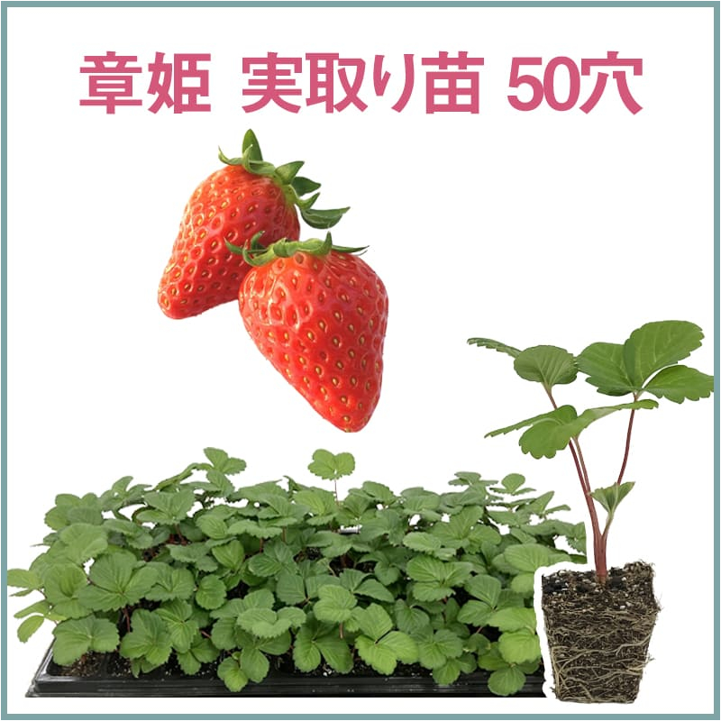 章姫 実取り苗 50穴（1トレイ〇〇本保証）