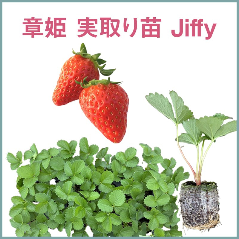 章姫 実取り苗 Jiffy（1セット60本単位での販売）