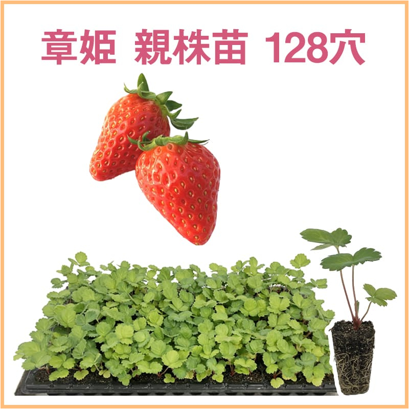 章姫 親株苗 128穴（1トレイ〇〇本保証）