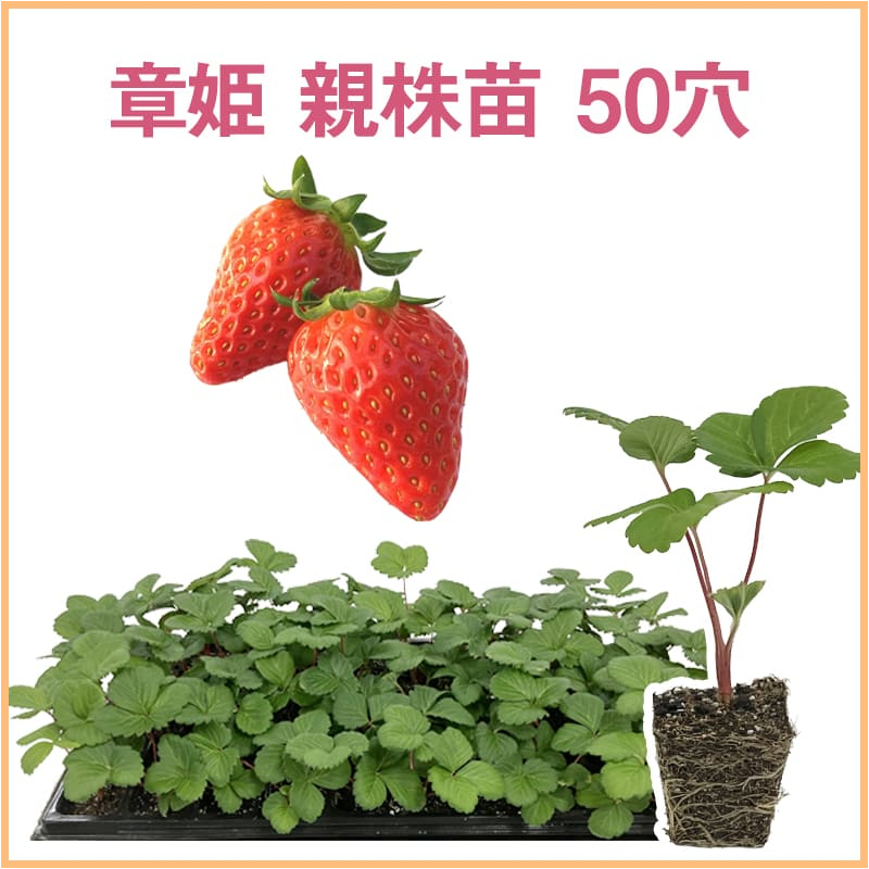 章姫 親株苗 50穴（1トレイ〇〇本保証）