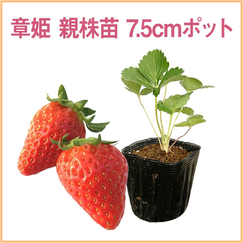 章姫 親株苗 7.5cmポット（1セット40本単位での販売）