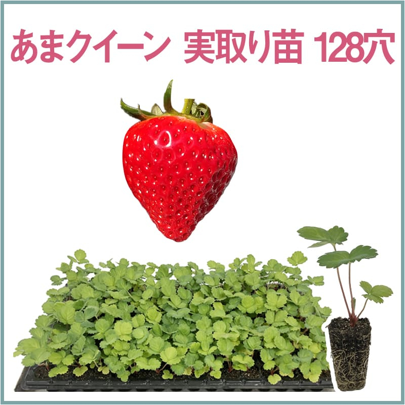 あまクイーン 実取り苗 128穴（1トレイ〇〇本保証）