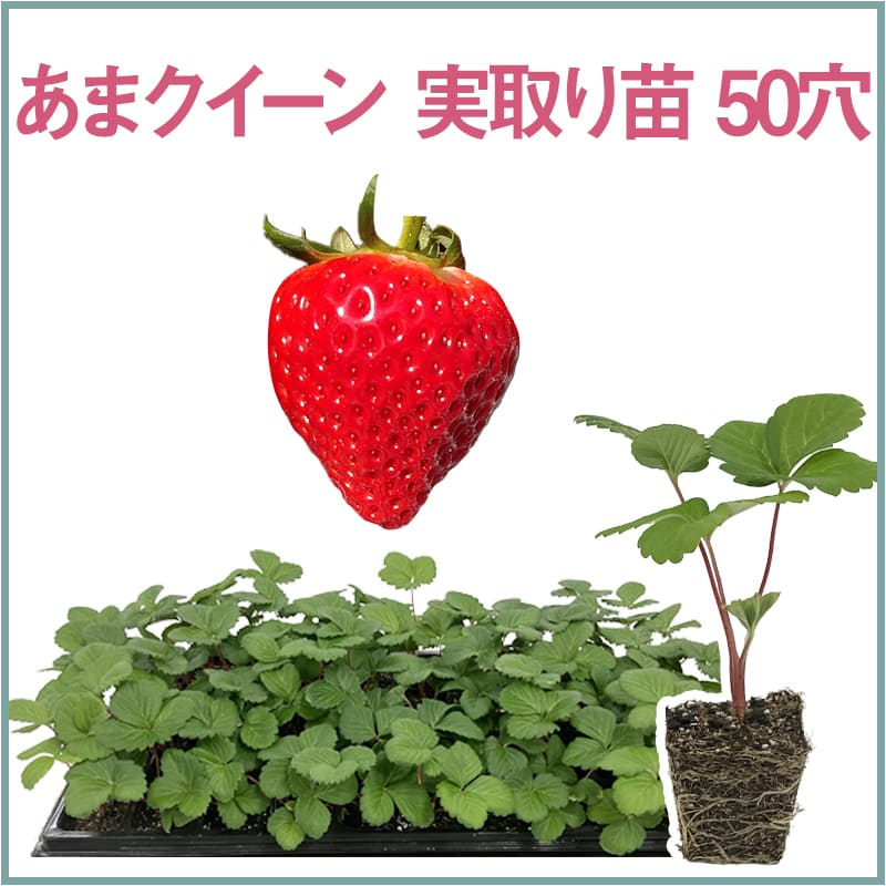 あまクイーン 実取り苗 50穴（1トレイ〇〇本保証）