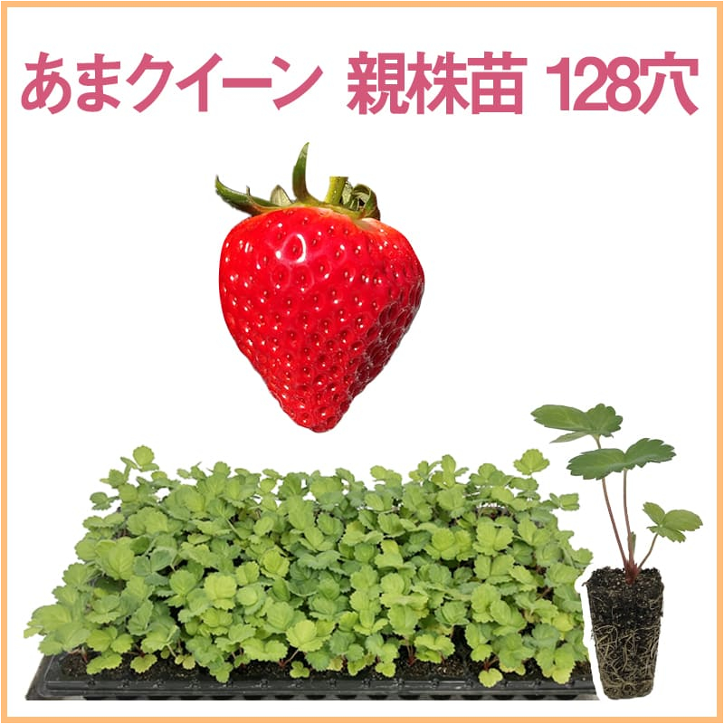 あまクイーン 親株苗 128穴（1トレイ〇〇本保証）