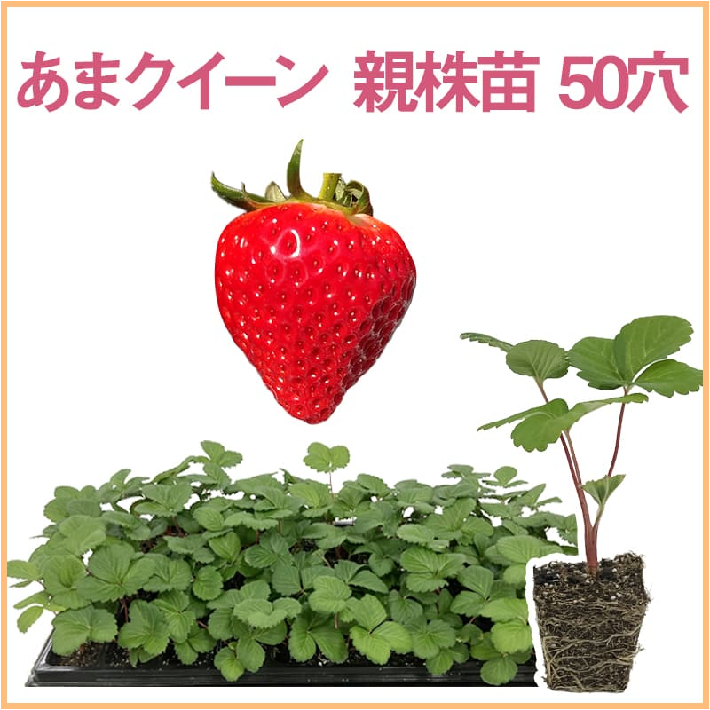 あまクイーン 親株苗 50穴（1トレイ〇〇本保証）