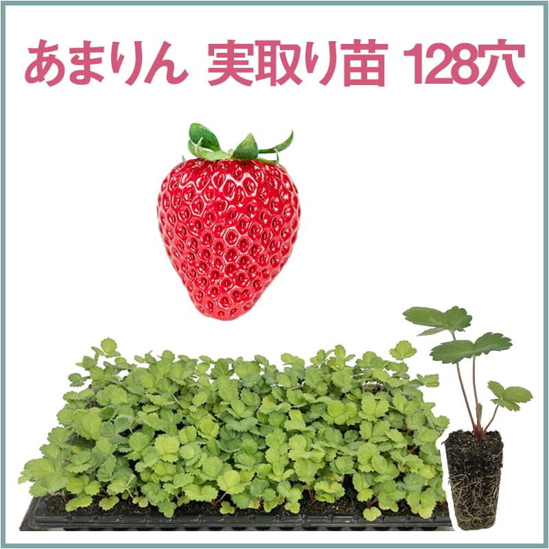 あまりん 実取り苗 128穴（1トレイ〇〇本保証）