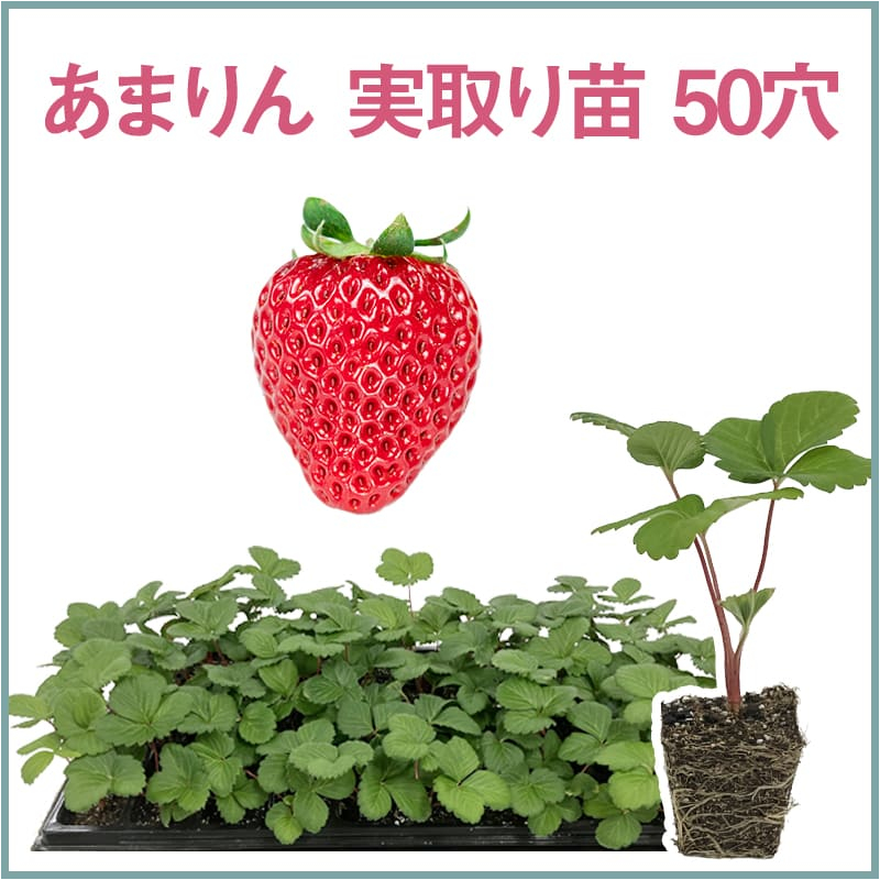 あまりん 実取り苗 50穴（1トレイ〇〇本保証）