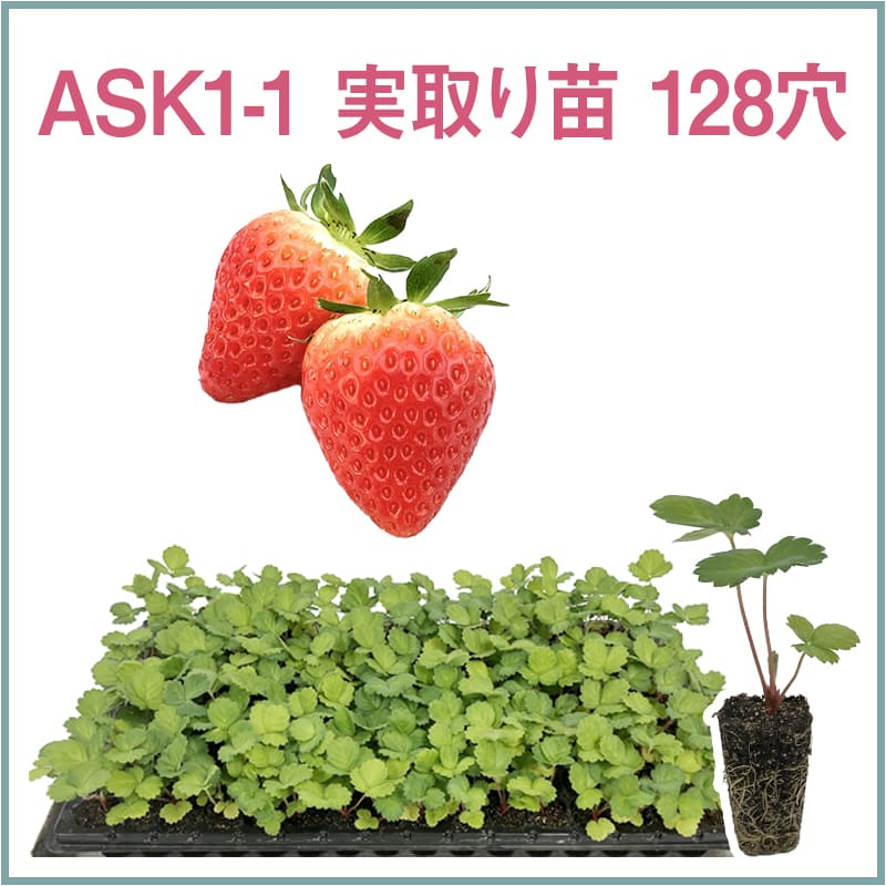 ASK1-1 実取り苗 128穴（1トレイ〇〇本保証）