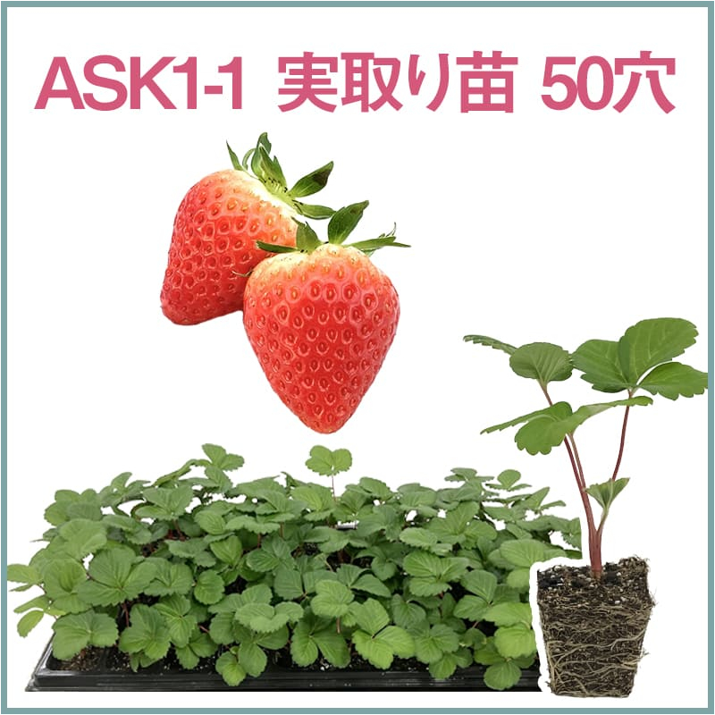 ASK1-1 実取り苗 50穴（1トレイ〇〇本保証）