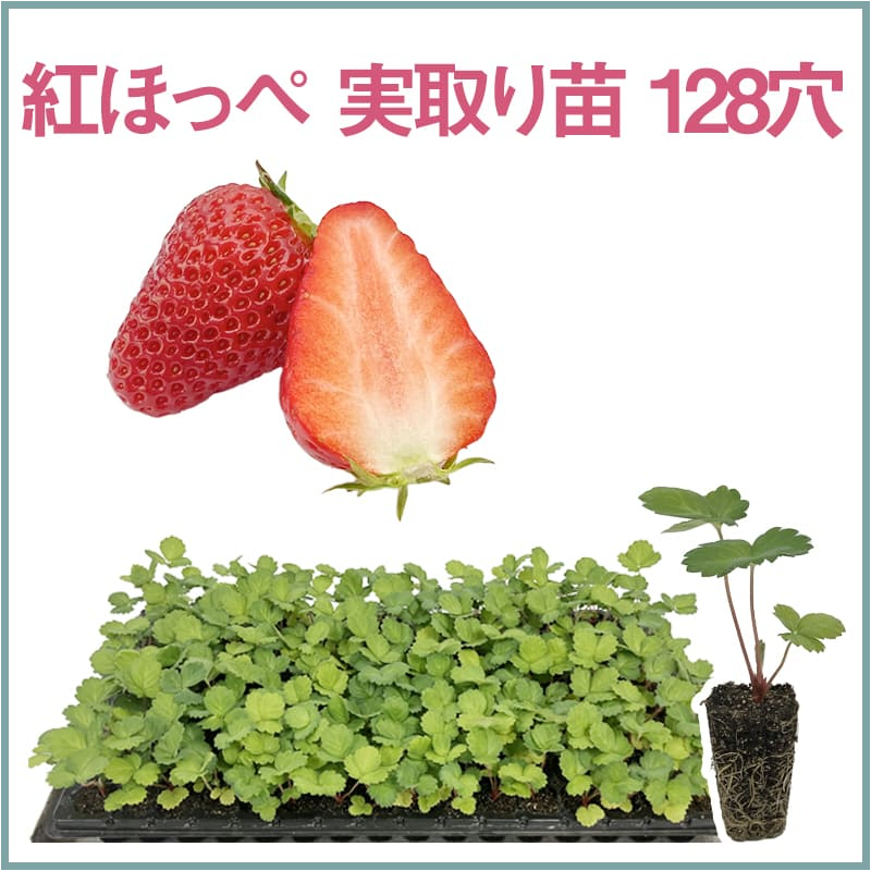 紅ほっぺ 実取り苗 128穴（1トレイ〇〇本保証）