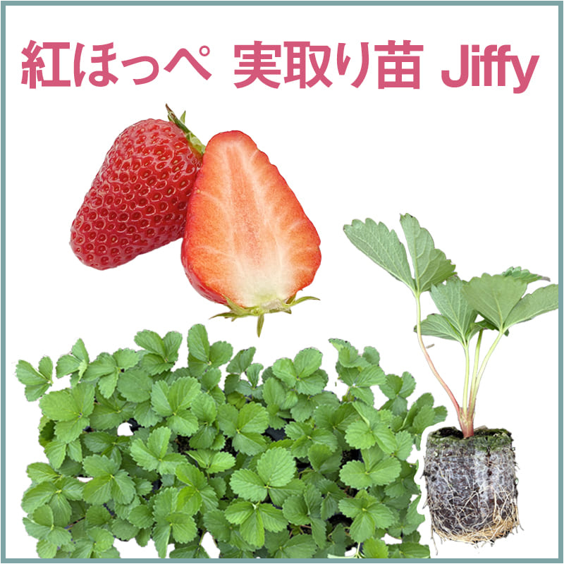 紅ほっぺ 実取り苗 Jiffy（1セット60本単位での販売）