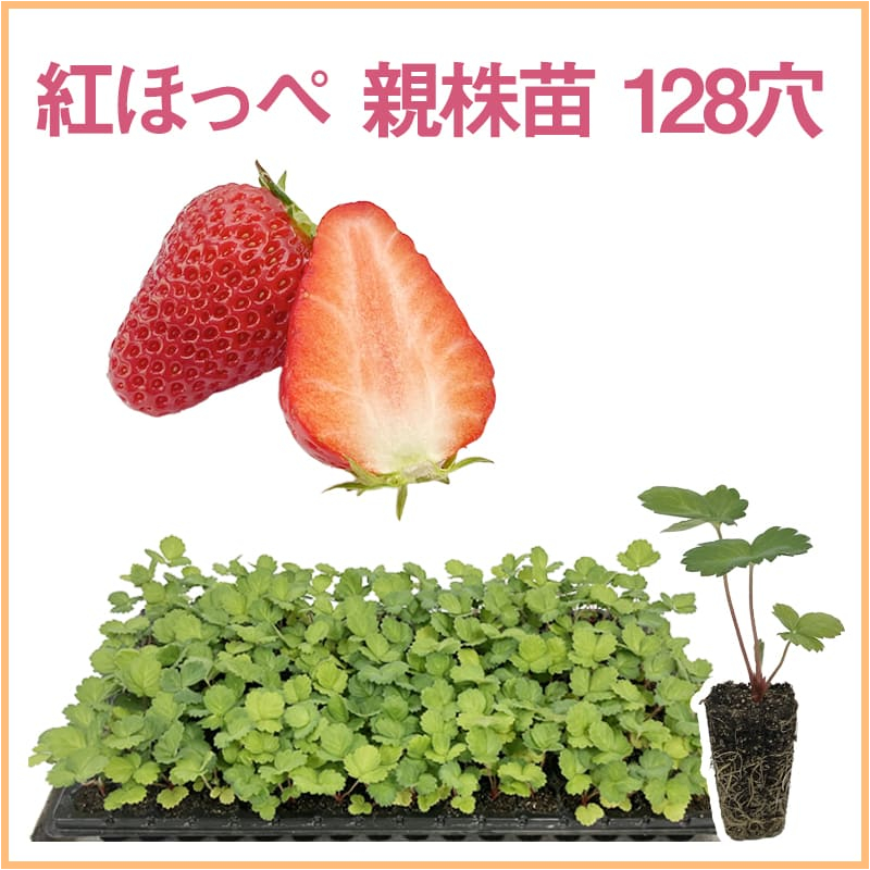 紅ほっぺ 親株苗 128穴（1トレイ〇〇本保証）
