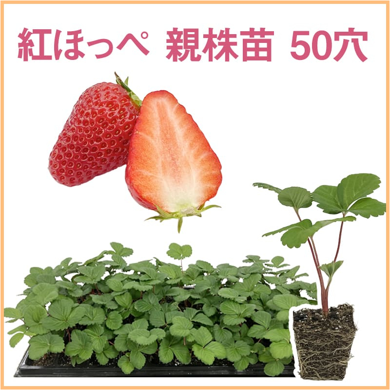紅ほっぺ 親株苗 50穴（1トレイ〇〇本保証）