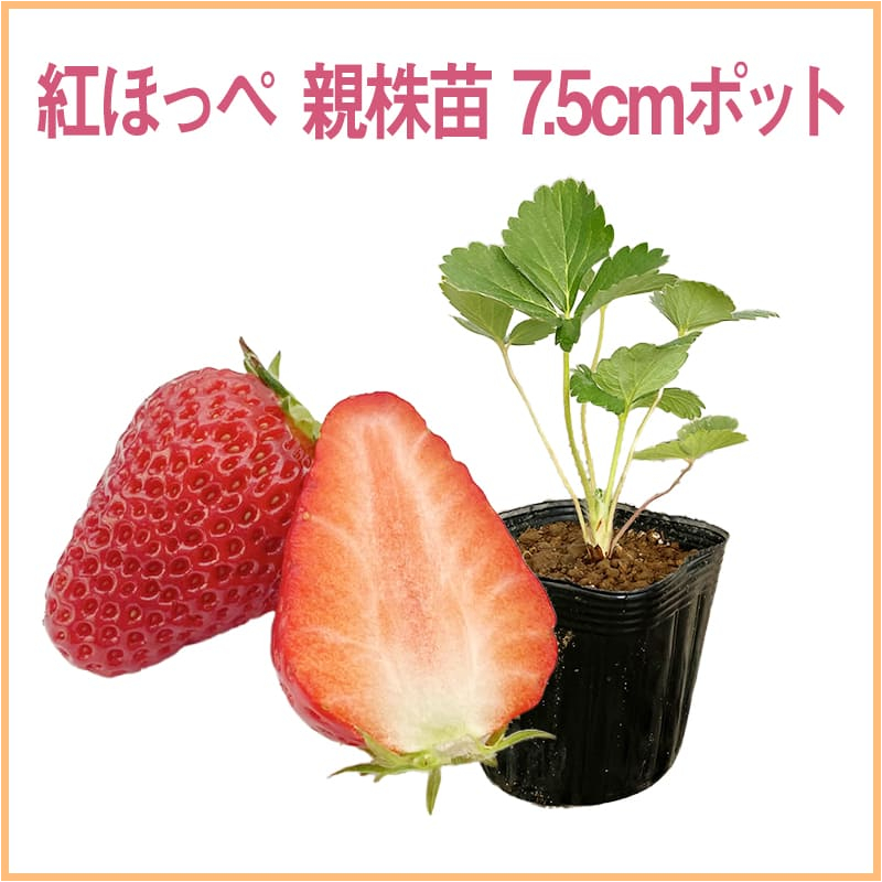 紅ほっぺ 親株苗 7.5cmポット（1セット40本単位での販売）