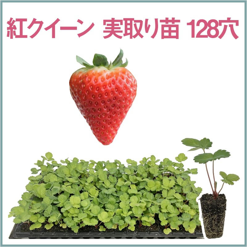 紅クイーン 実取り苗 128穴（1トレイ〇〇本保証）