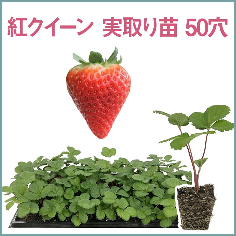 紅クイーン 実取り苗 50穴