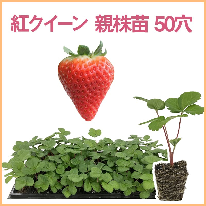 紅クイーン 親株苗 50穴