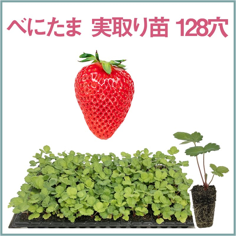 べにたま 実取り苗 128穴