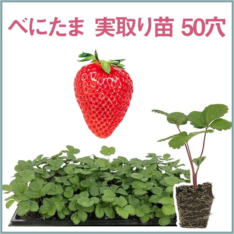 べにたま 実取り苗 50穴