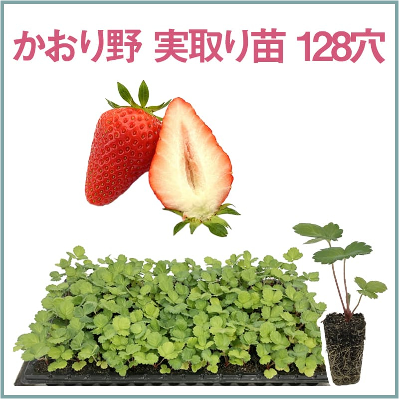 かおり野 実取り苗 128穴（1トレイ〇〇本保証）