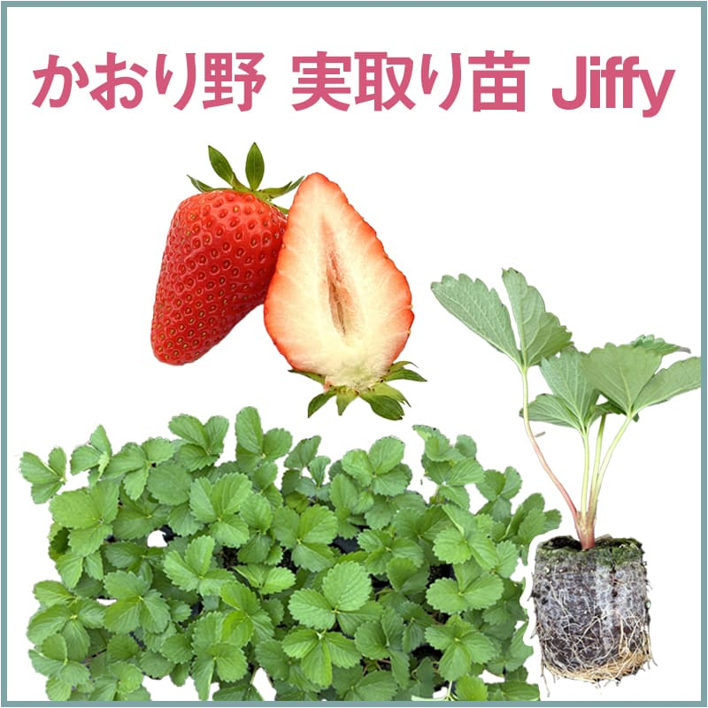 かおり野 実取り苗 Jiffy（1セット60本単位での販売）