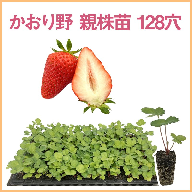かおり野 親株苗 128穴（1トレイ〇〇本保証）