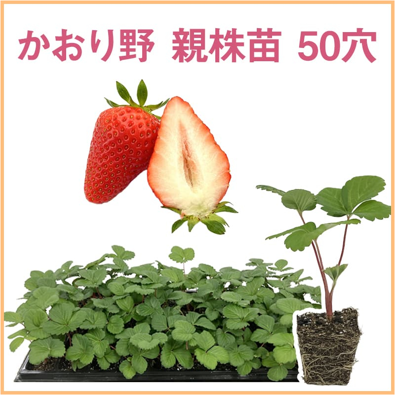 かおり野 親株苗 50穴（1トレイ〇〇本保証）