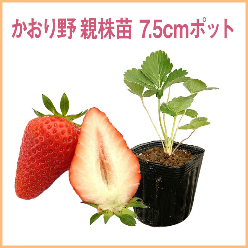 かおり野 親株苗 7.5cmポット（1セット40本単位での販売）