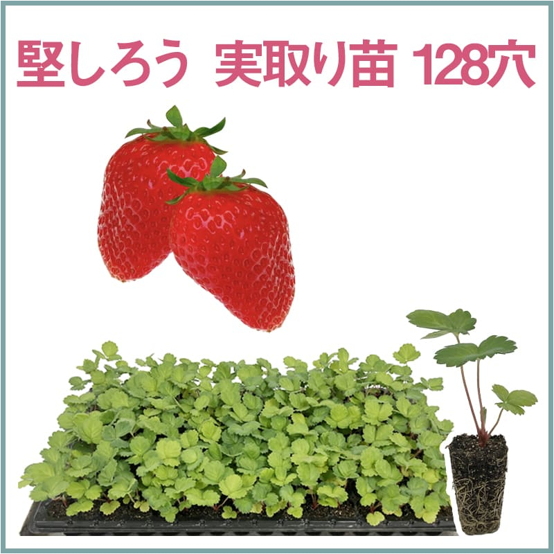 堅しろう 実取り苗 128穴（1トレイ〇〇本保証）