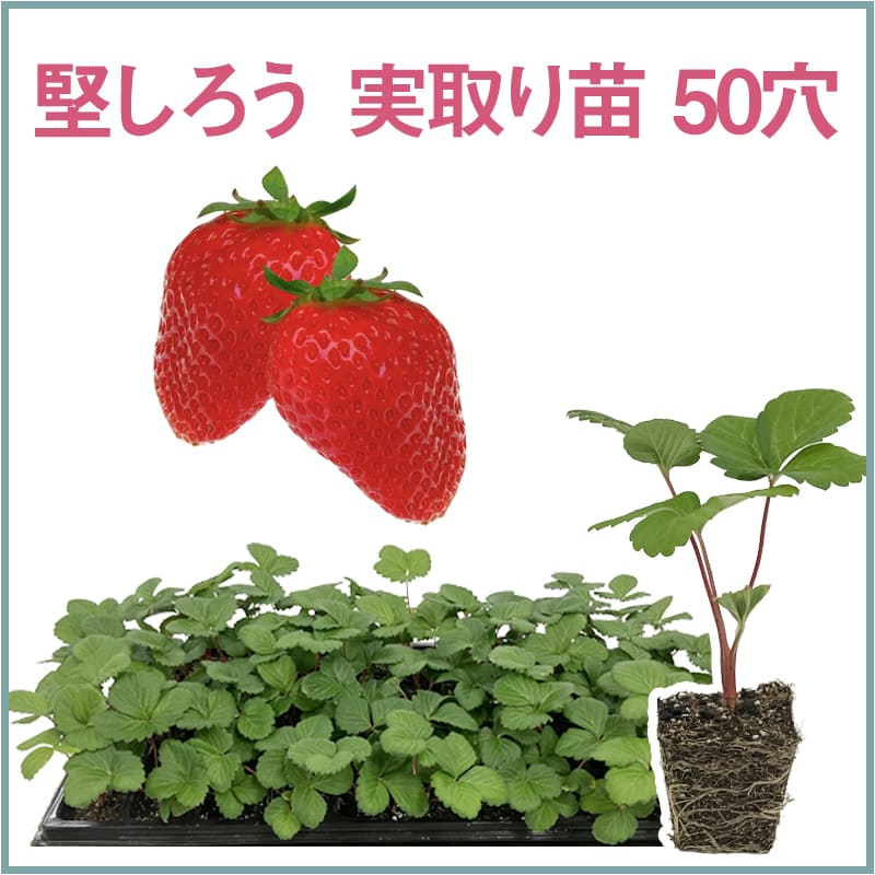 堅しろう 実取り苗 50穴（1トレイ〇〇本保証）