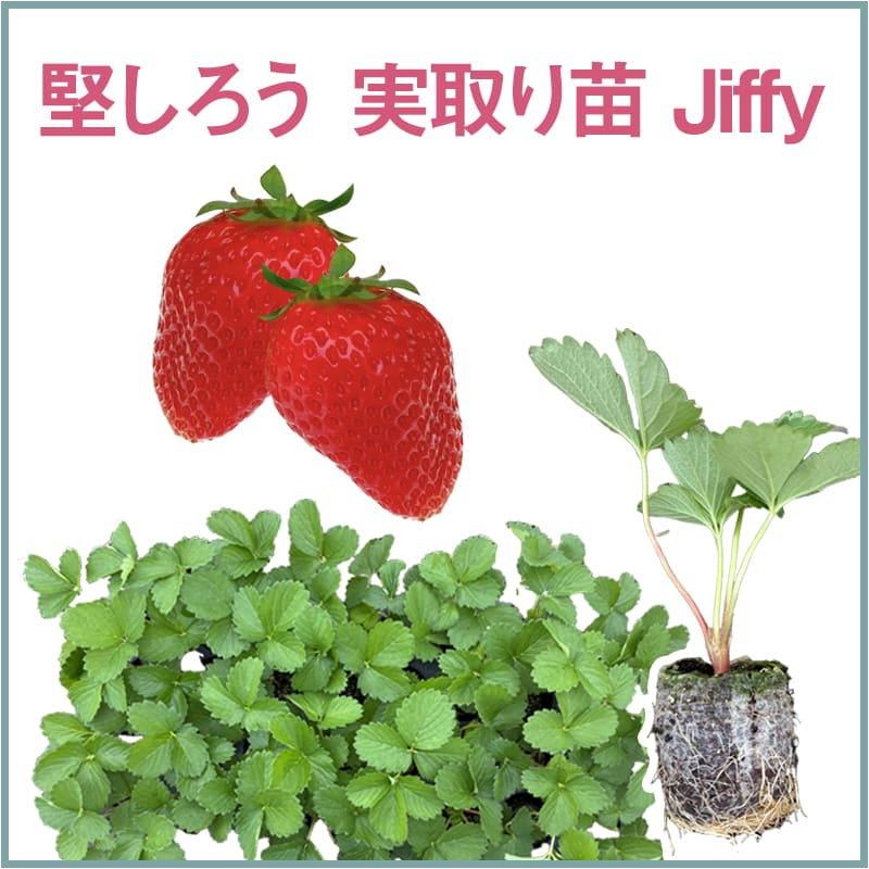堅しろう 実取り苗 Jiffy（1セット60本単位での販売）