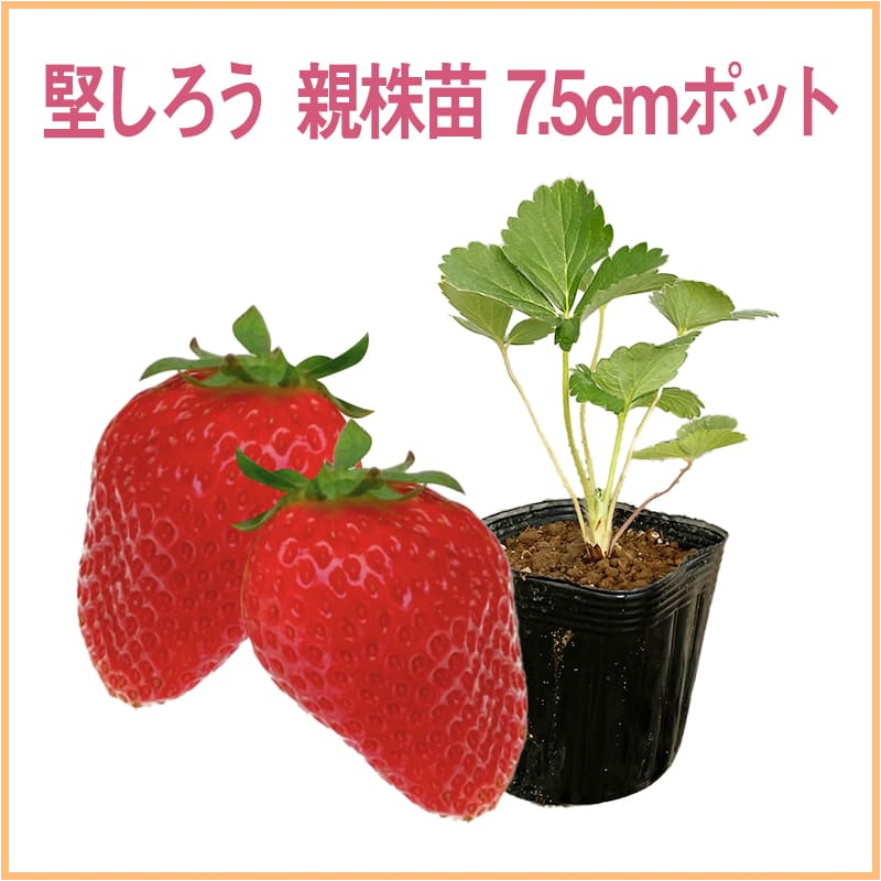 堅しろう 親株苗 7.5cmポット（1セット40本単位での販売）