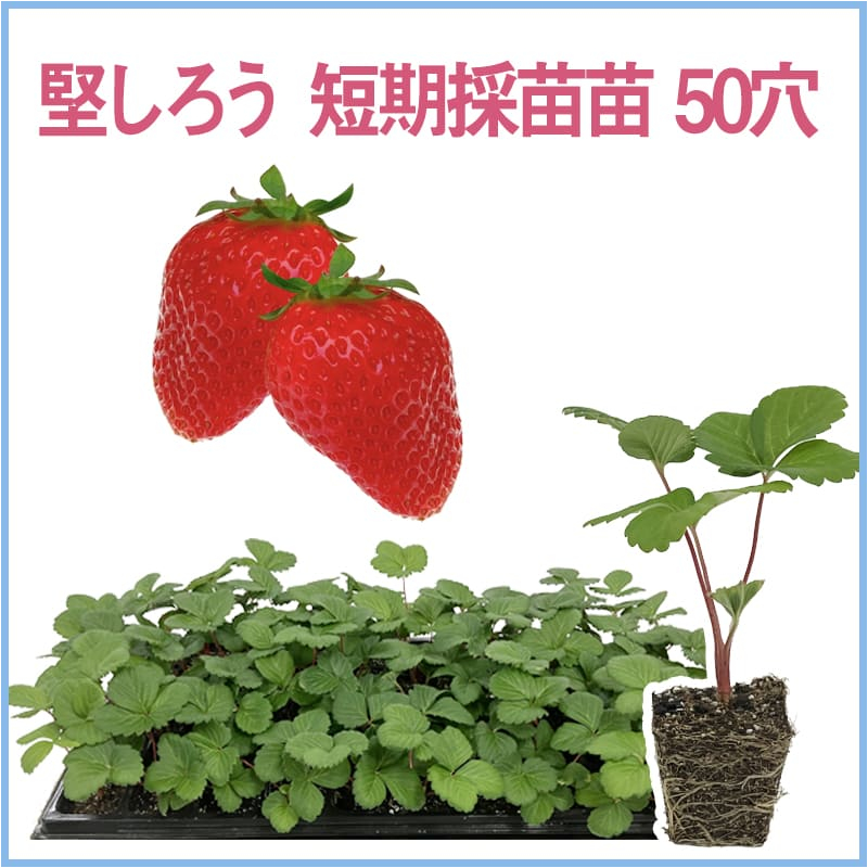 堅しろう 短期採苗苗 50穴（1トレイ〇〇本保証）
