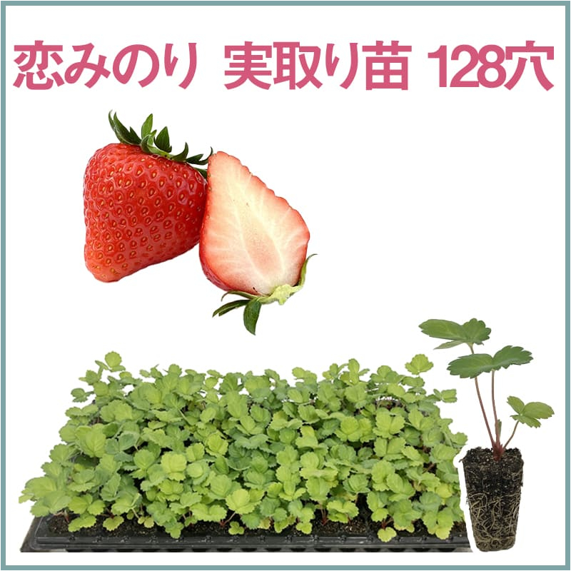 恋みのり 実取り苗 128穴（1トレイ〇〇本保証）