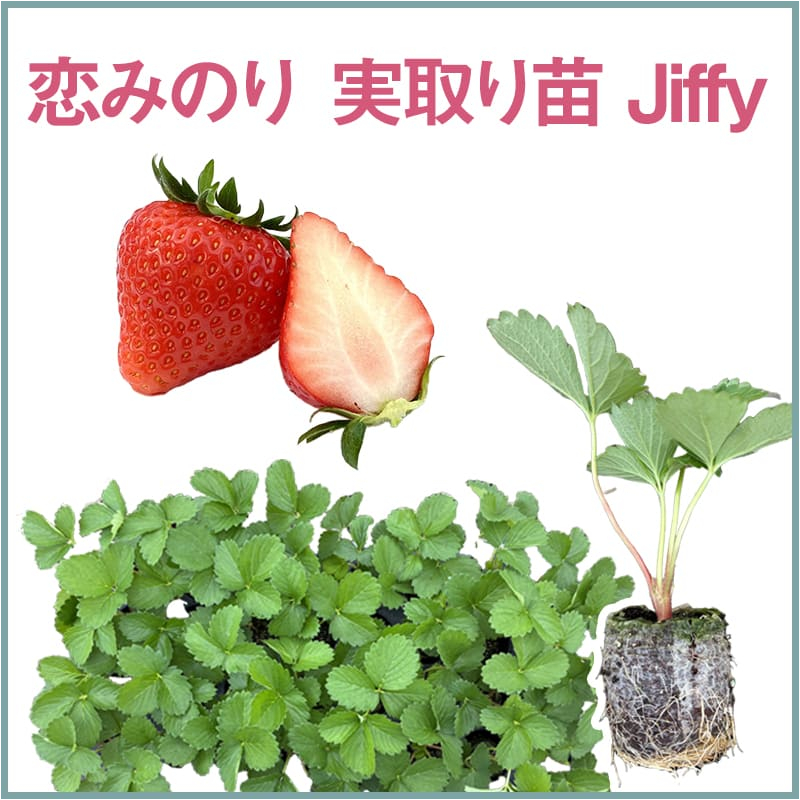 恋みのり 実取り苗 Jiffy（1セット60本単位での販売）