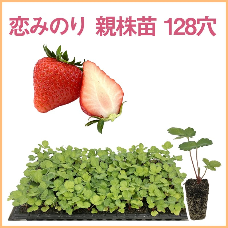 恋みのり 親株苗 128穴（1トレイ〇〇本保証）