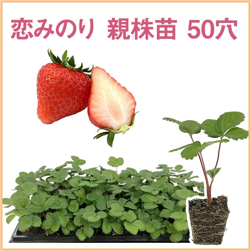 恋みのり 親株苗 50穴（1トレイ〇〇本保証）