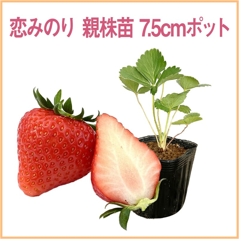恋みのり 親株苗 7.5cmポット（1セット40本単位での販売）