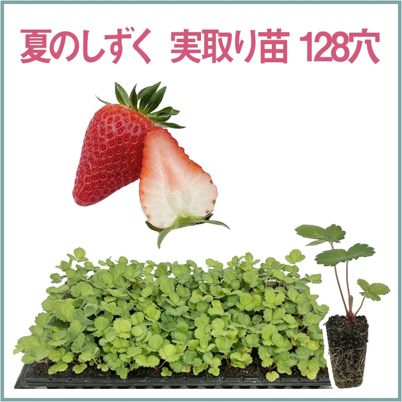 夏のしずく 実取り苗 128穴（1トレイ〇〇本保証）