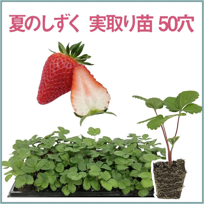夏のしずく 実取り苗 50穴（1トレイ〇〇本保証）
