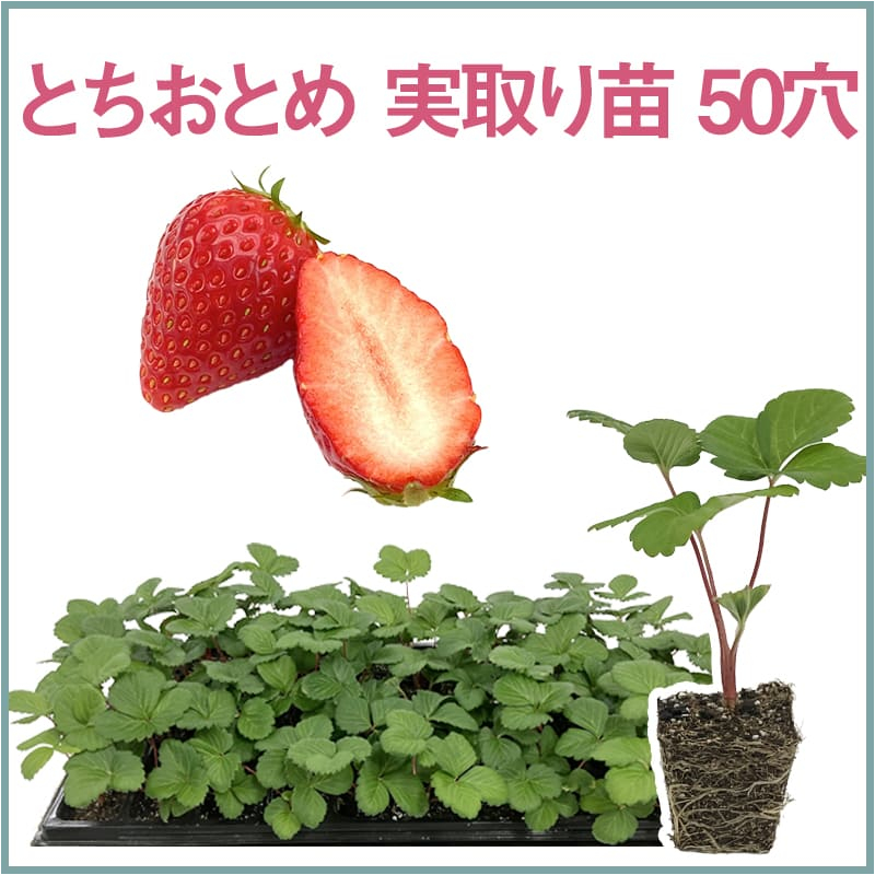 とちおとめ 実取り苗 50穴（1トレイ〇〇本保証）