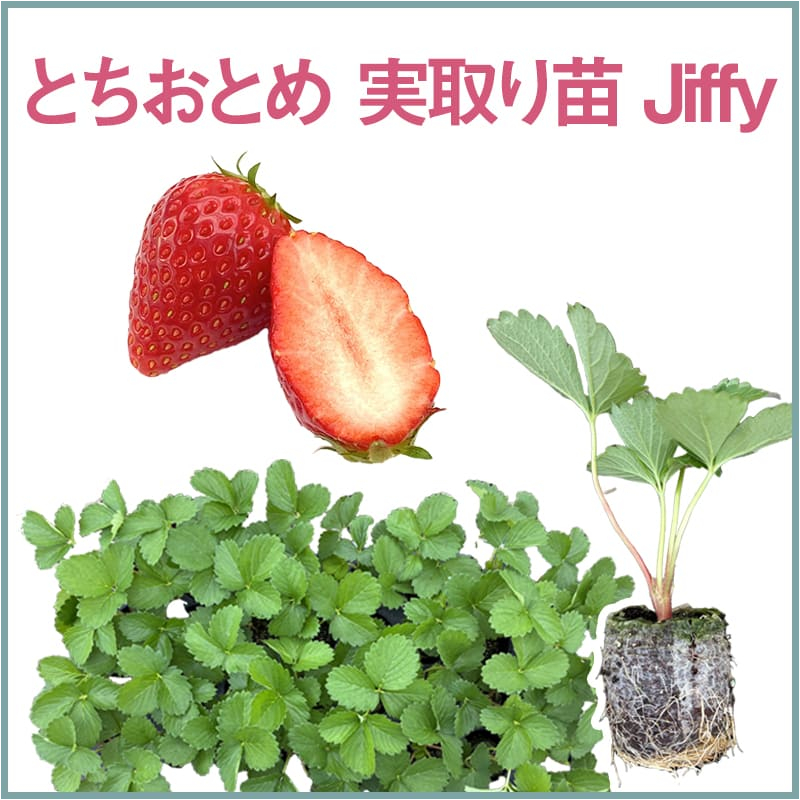 とちおとめ 実取り苗 Jiffy（1セット60本単位での販売）