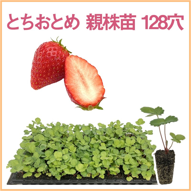 とちおとめ 親株苗 128穴（1トレイ〇〇本保証）