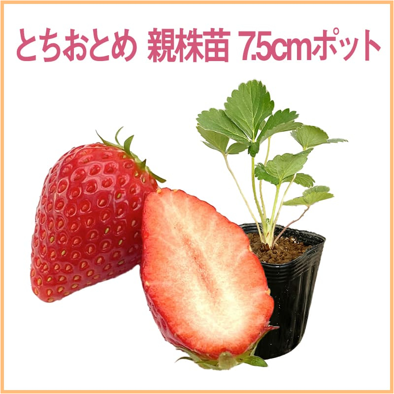 とちおとめ 親株苗 7.5cmポット（1セット40本単位での販売）